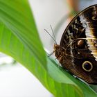 Schmetterling 2