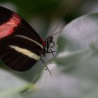 Schmetterling 2