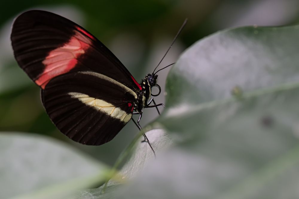 Schmetterling 2