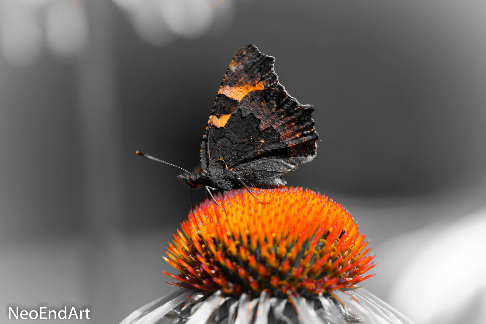 Schmetterling 2