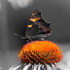 Schmetterling 2