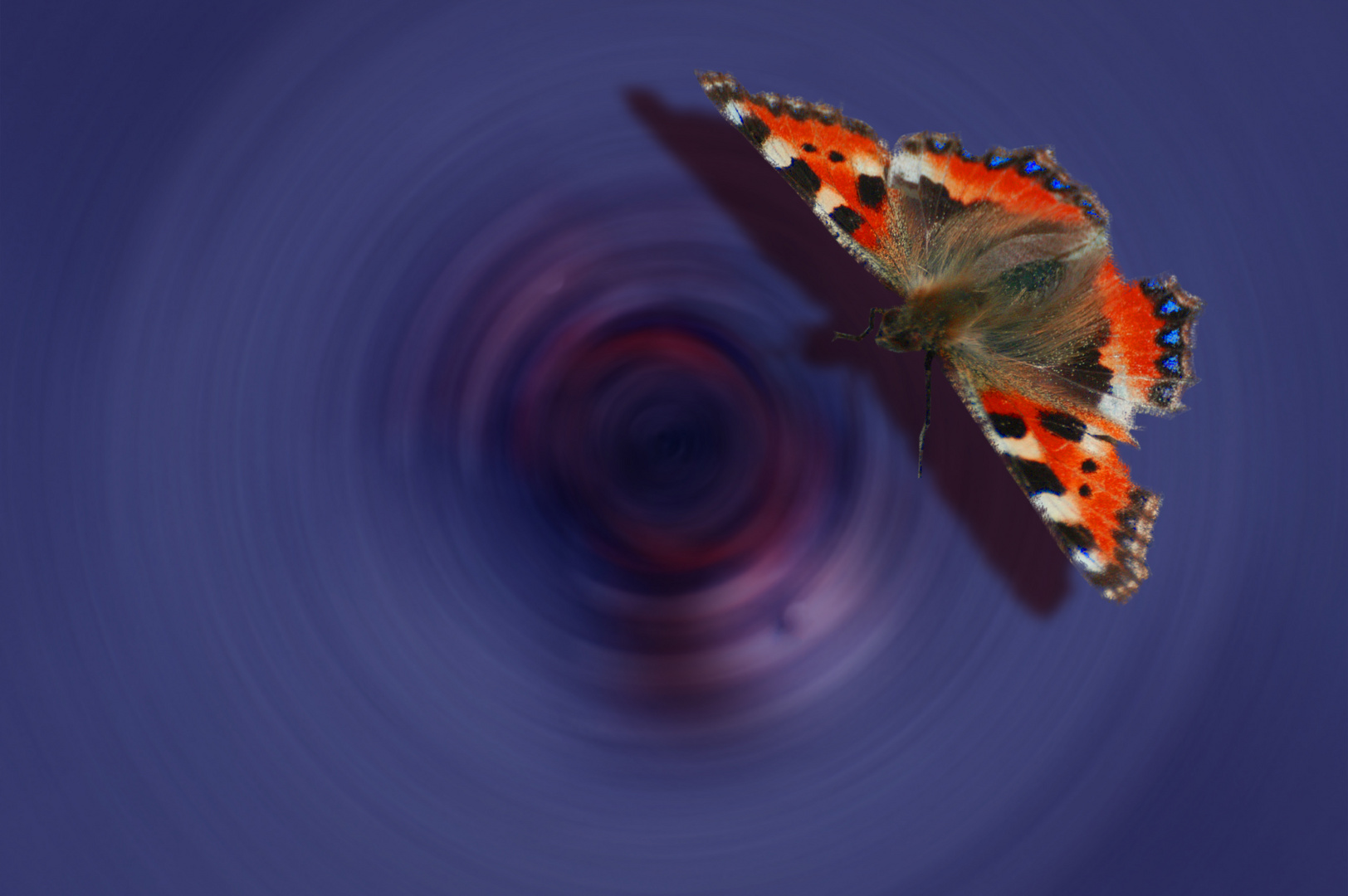 Schmetterling (2)