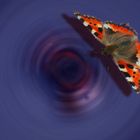 Schmetterling (2)