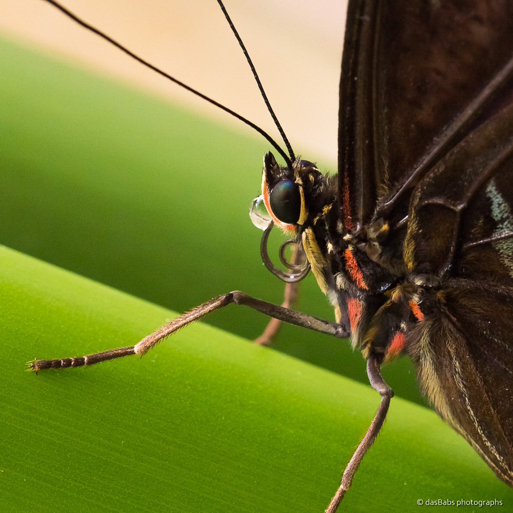 Schmetterling 2