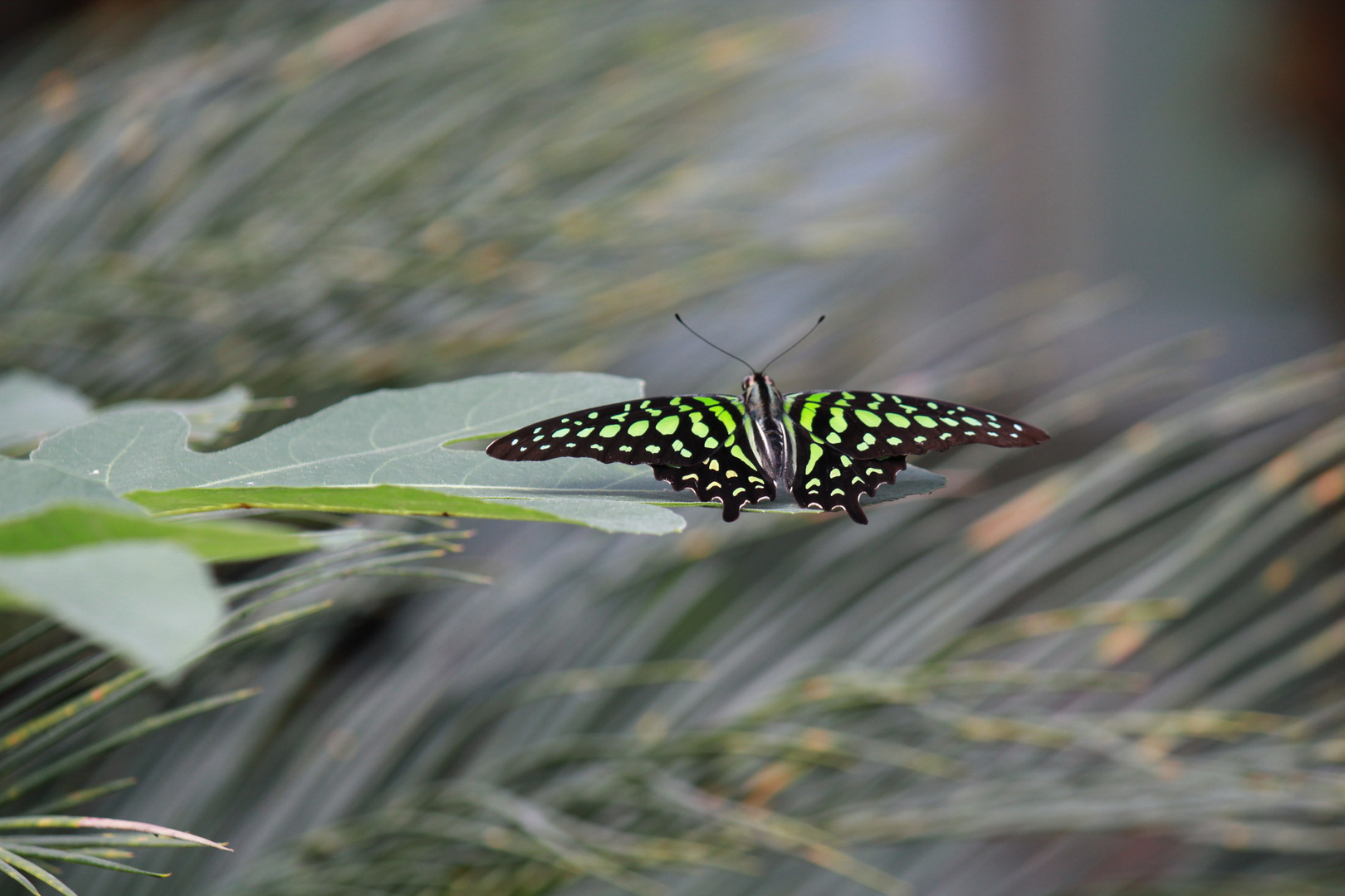 Schmetterling 2