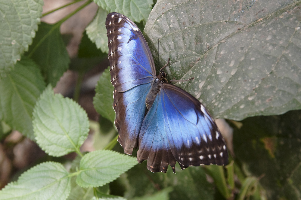 Schmetterling (2)