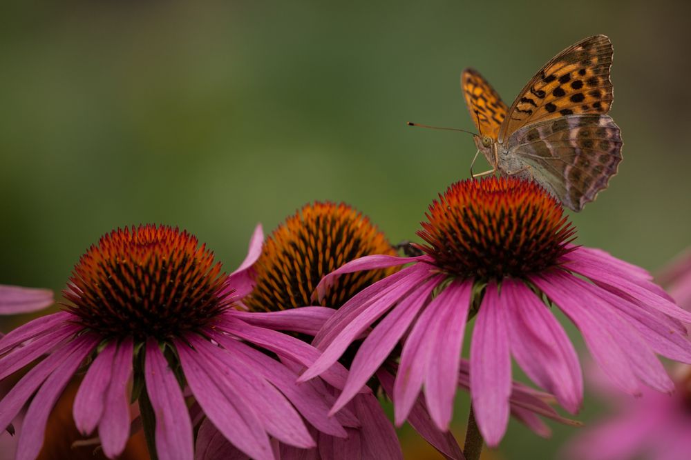 Schmetterling 2