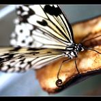 Schmetterling #2