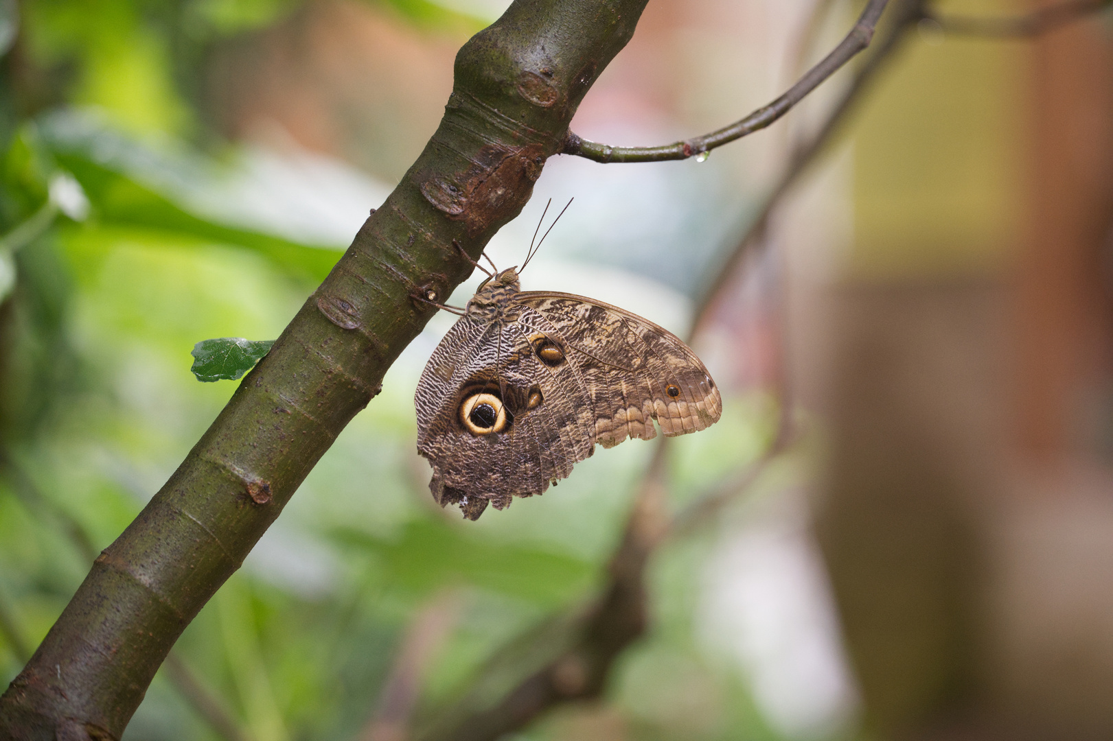 Schmetterling 2