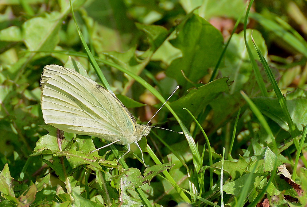 Schmetterling 2