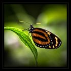 Schmetterling 2