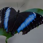 Schmetterling #2