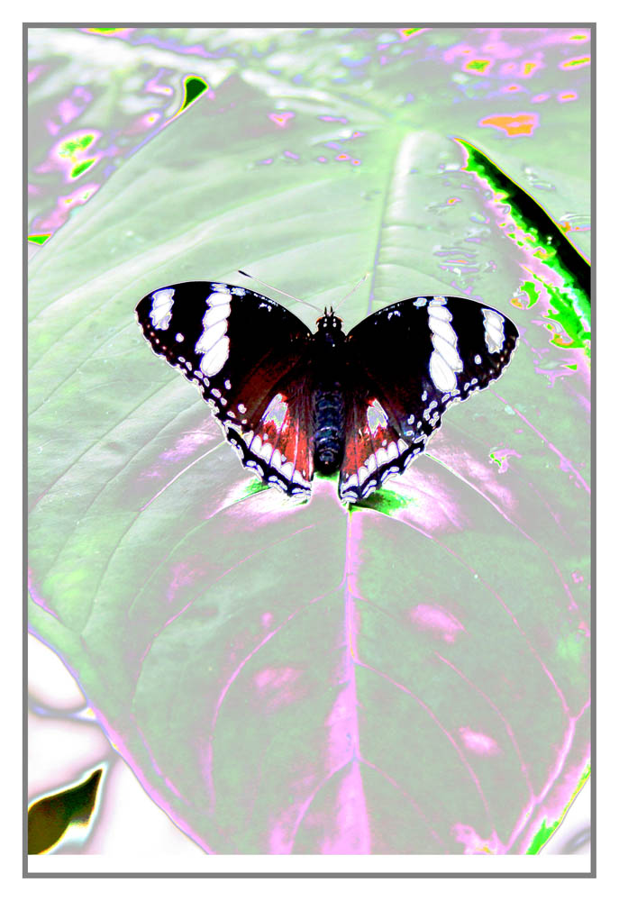 Schmetterling 2