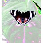 Schmetterling 2