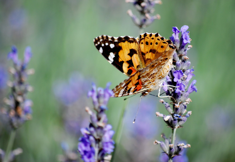 Schmetterling 2