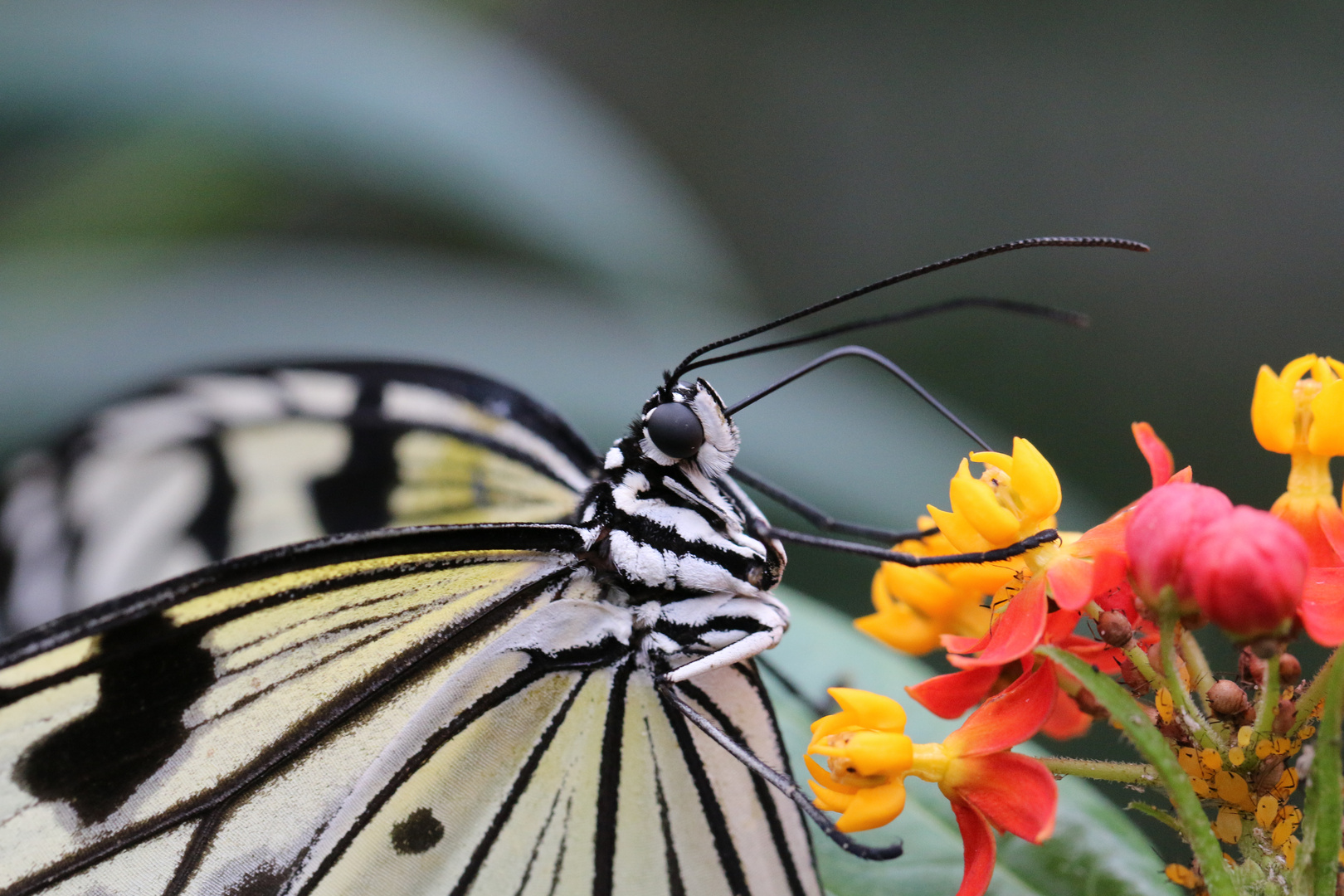 Schmetterling 2