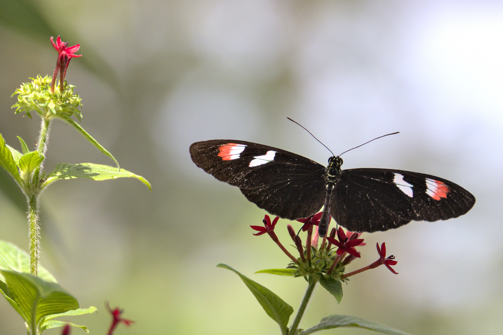 Schmetterling 2