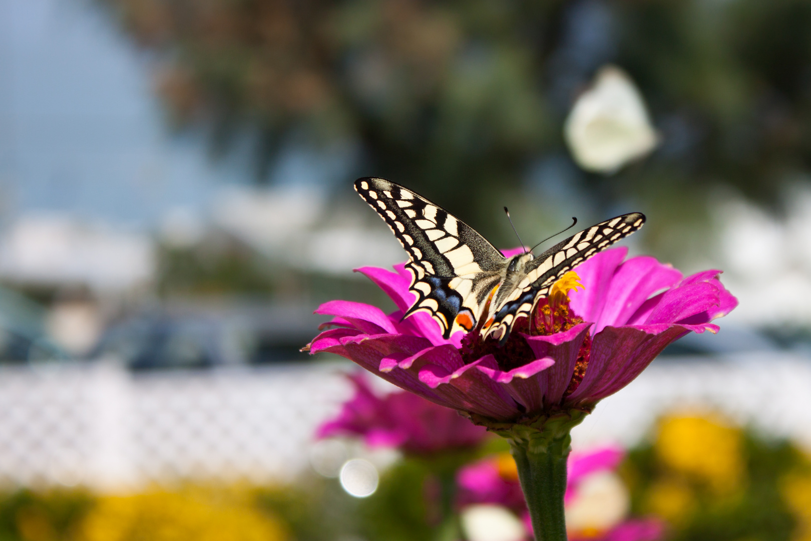 Schmetterling 2