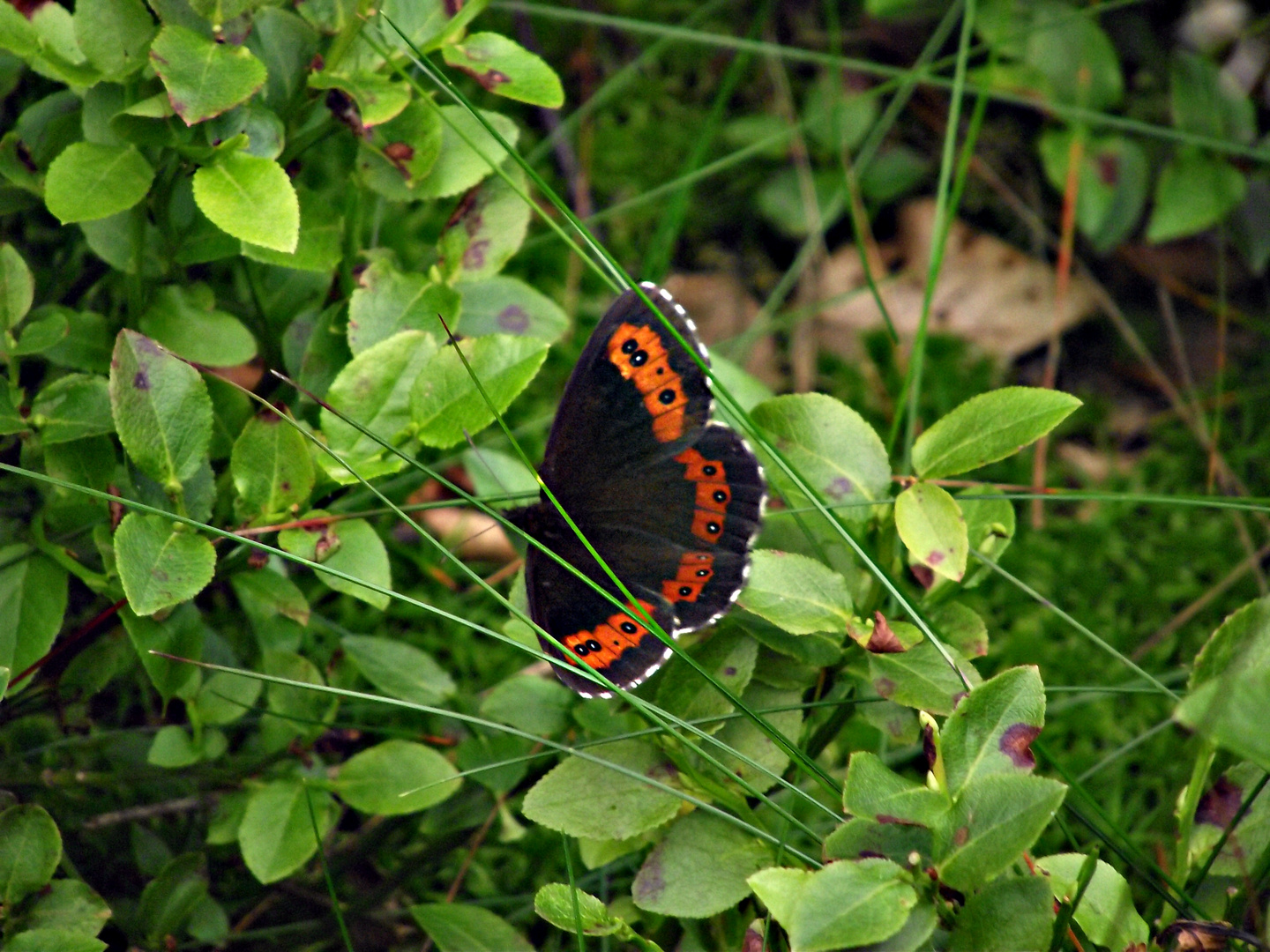 Schmetterling (2)