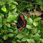 Schmetterling (2)