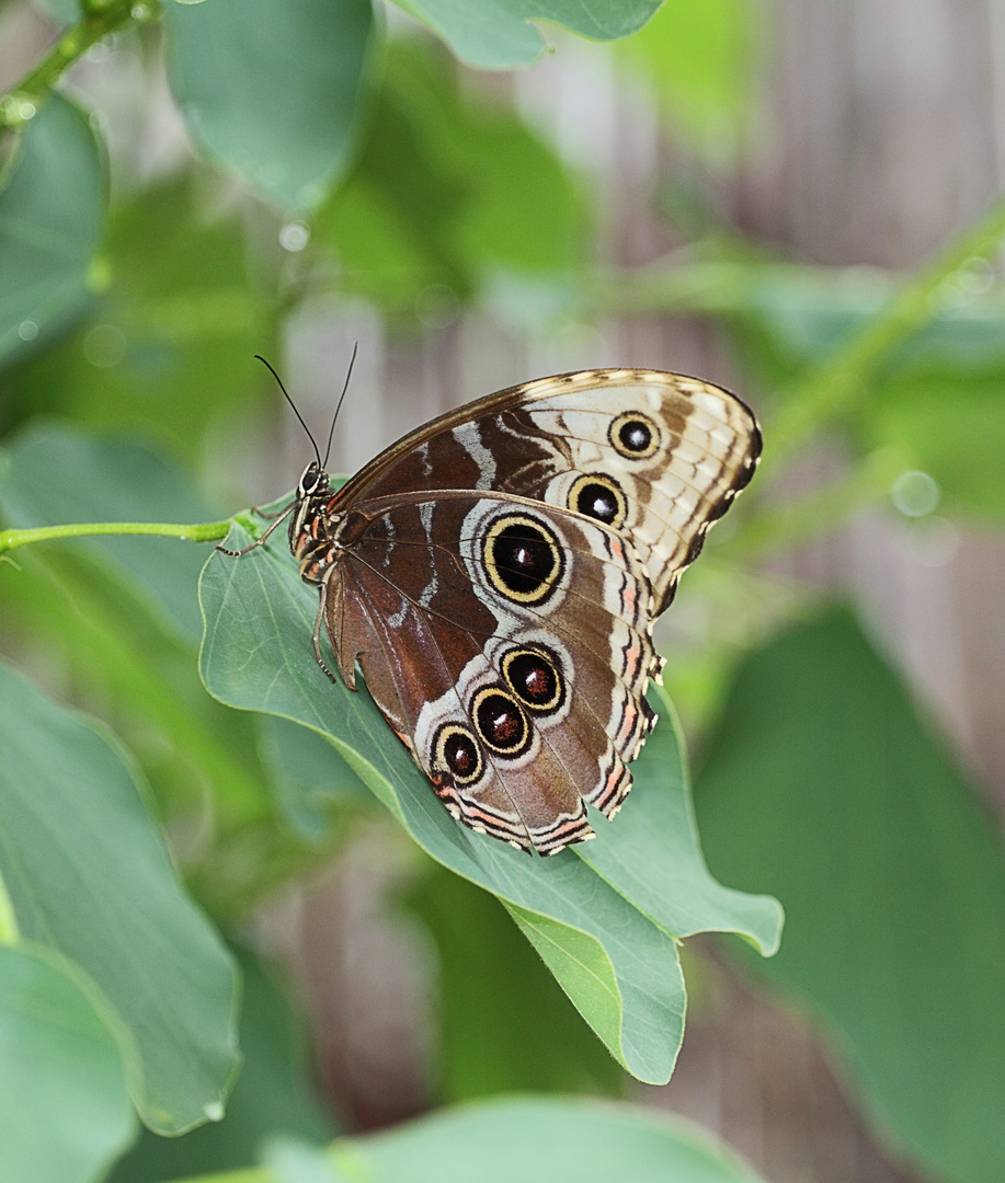 Schmetterling 2