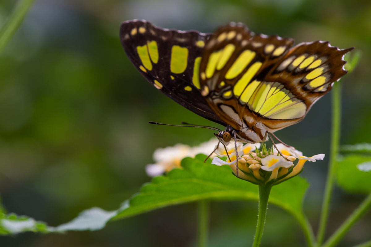 Schmetterling 2