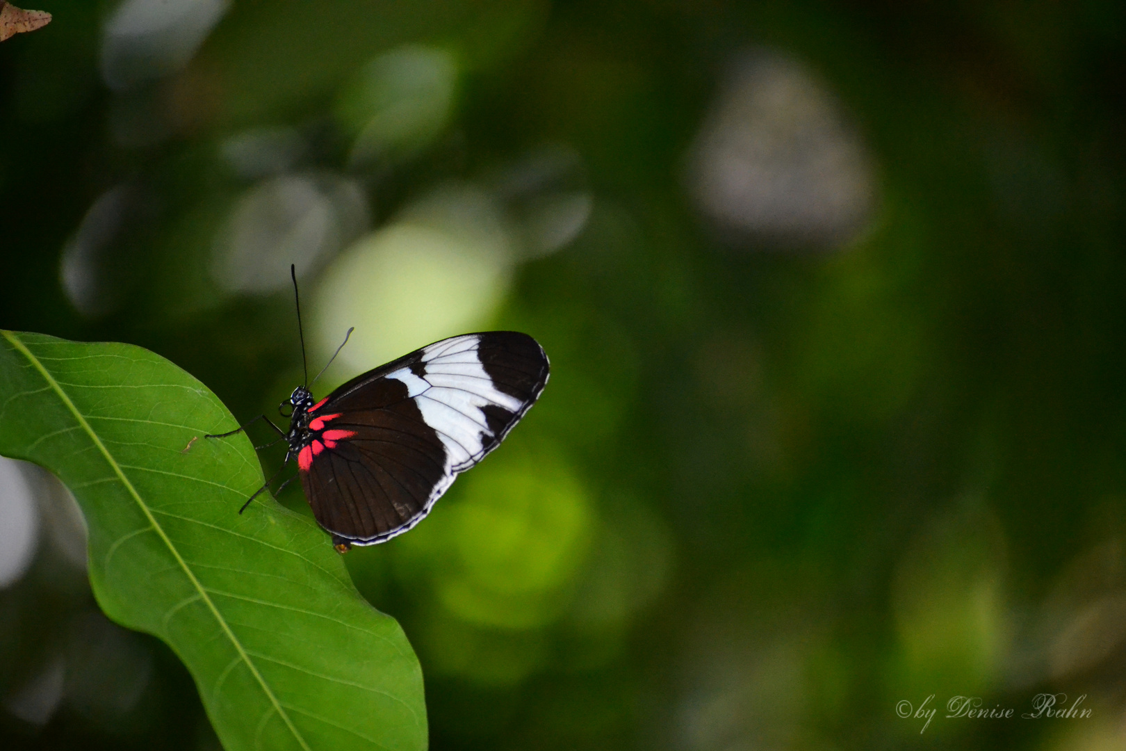 Schmetterling 2