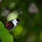 Schmetterling 2