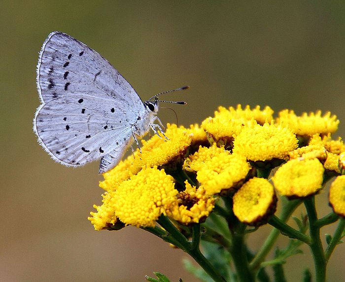 Schmetterling 2