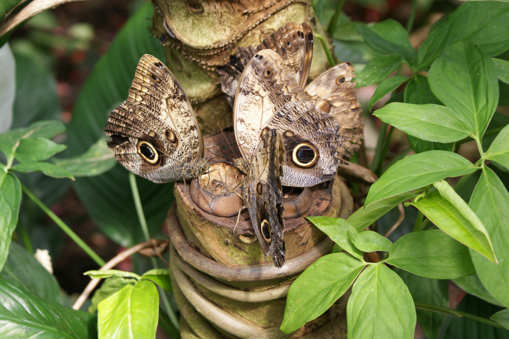 Schmetterling 2 (butterfly)