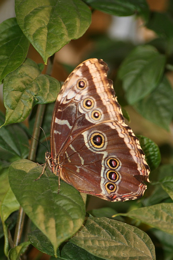 Schmetterling # 2