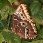 Schmetterling # 2