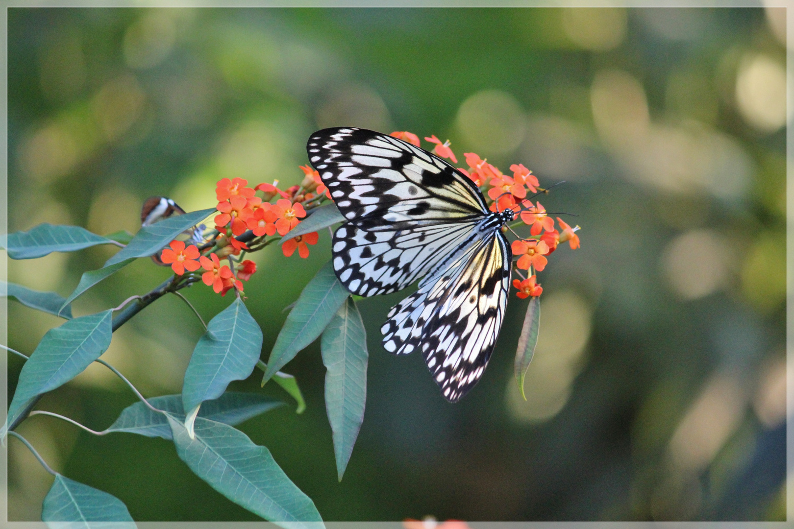 Schmetterling 2