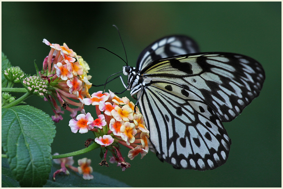 Schmetterling 2