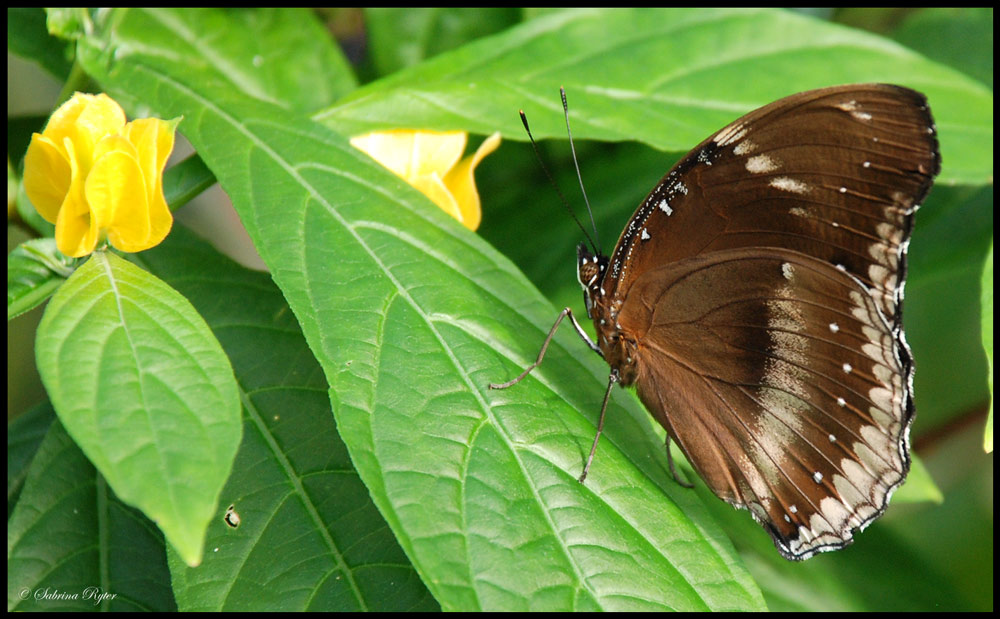 Schmetterling (2)