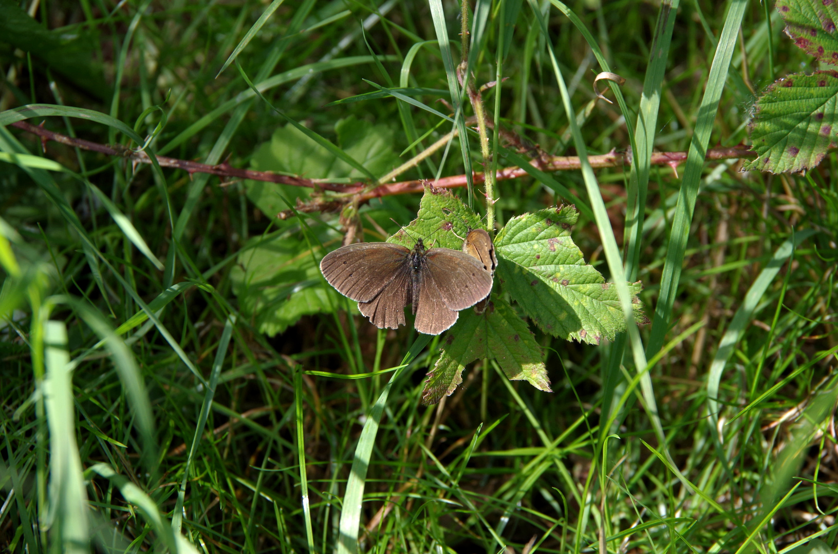 Schmetterling 2