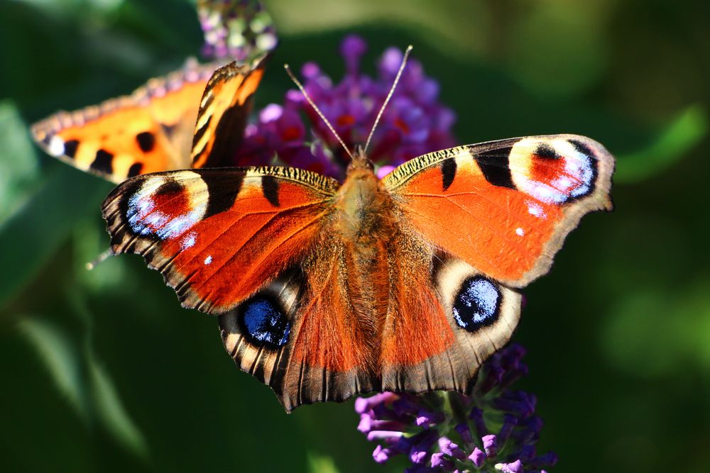 Schmetterling 2 