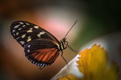 Schmetterling 2