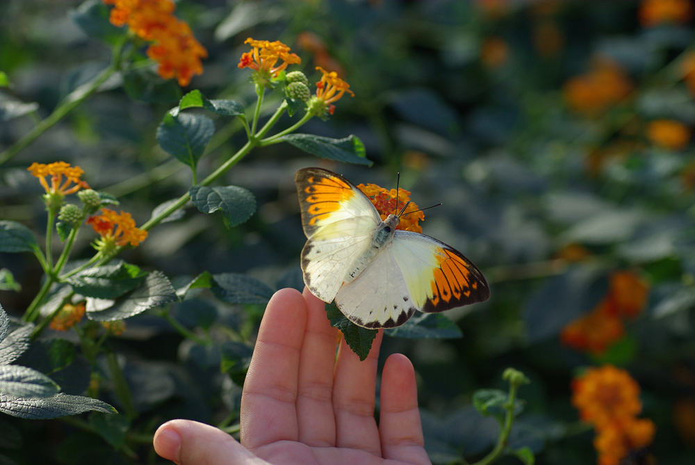 Schmetterling 2