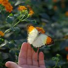 Schmetterling 2