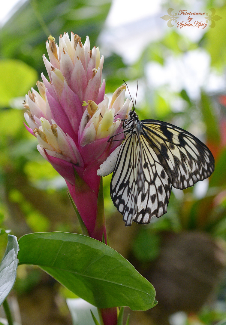 Schmetterling 2