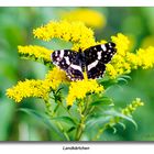 Schmetterling #2