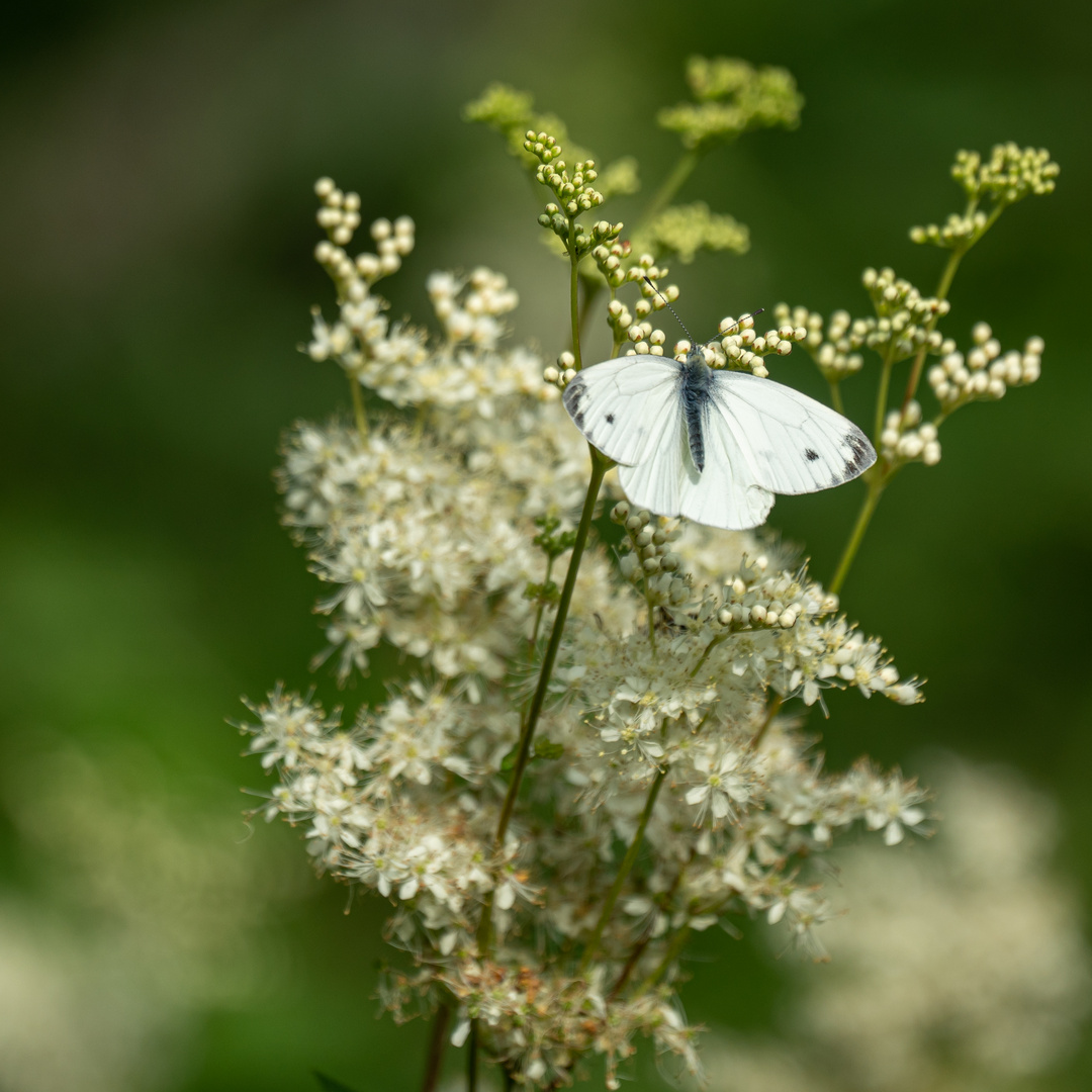 Schmetterling 2