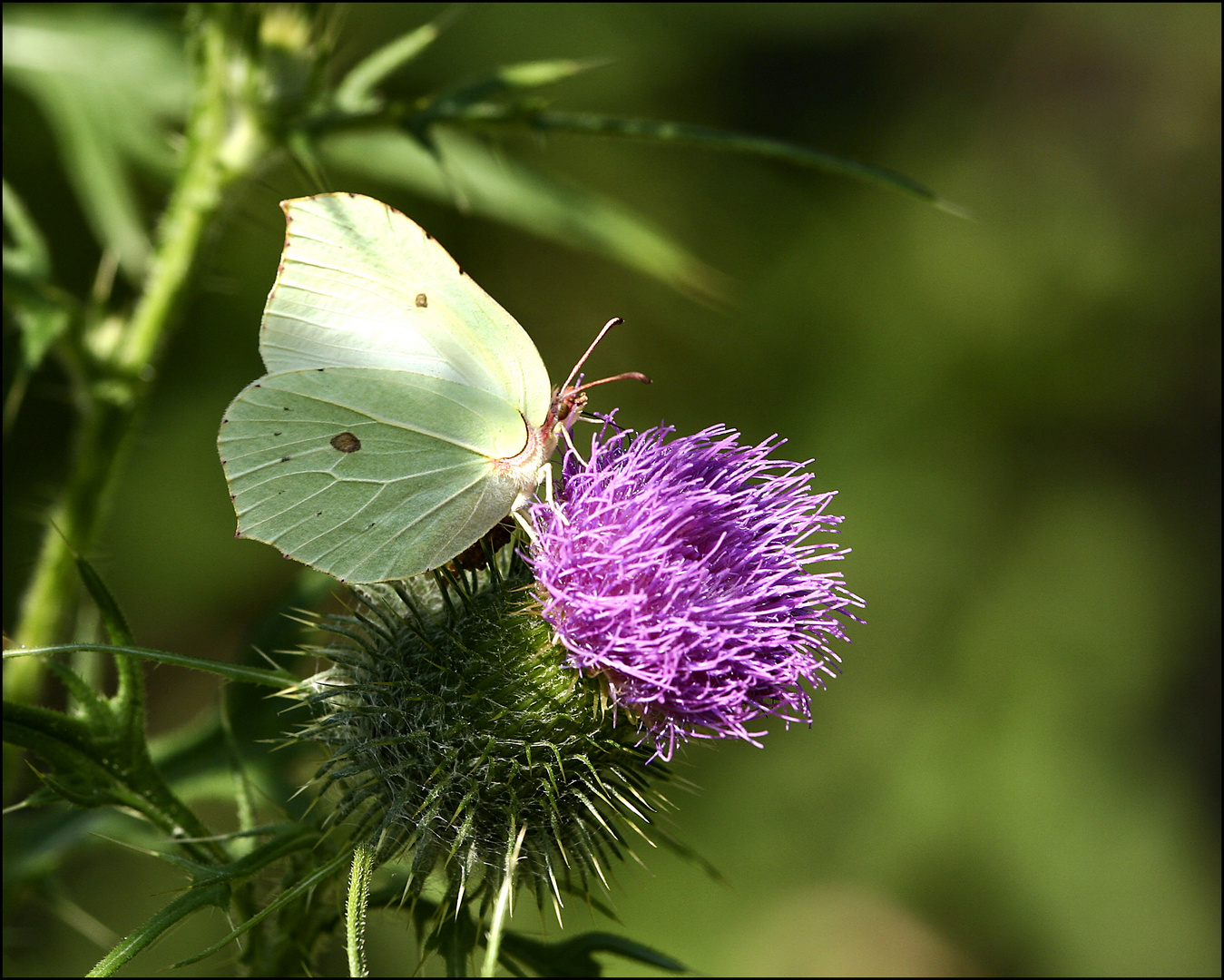 Schmetterling 2