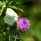 Schmetterling 2