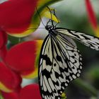 Schmetterling 2