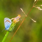 Schmetterling 2