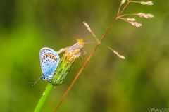 Schmetterling 2