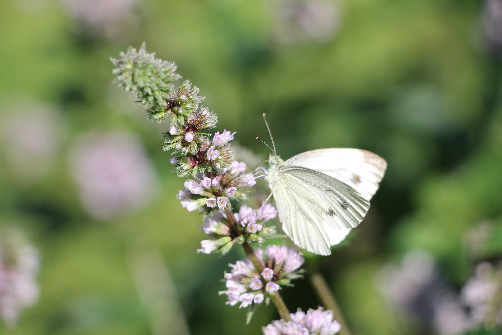 Schmetterling 2