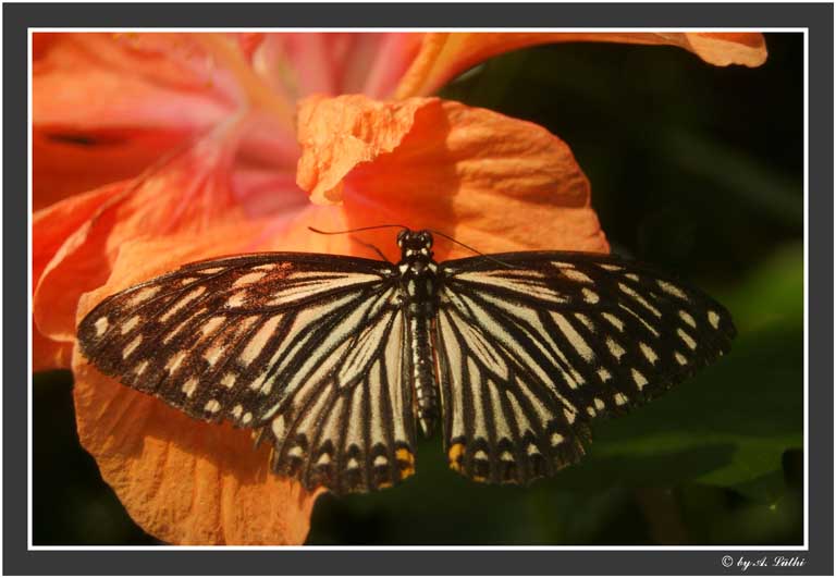 Schmetterling 2